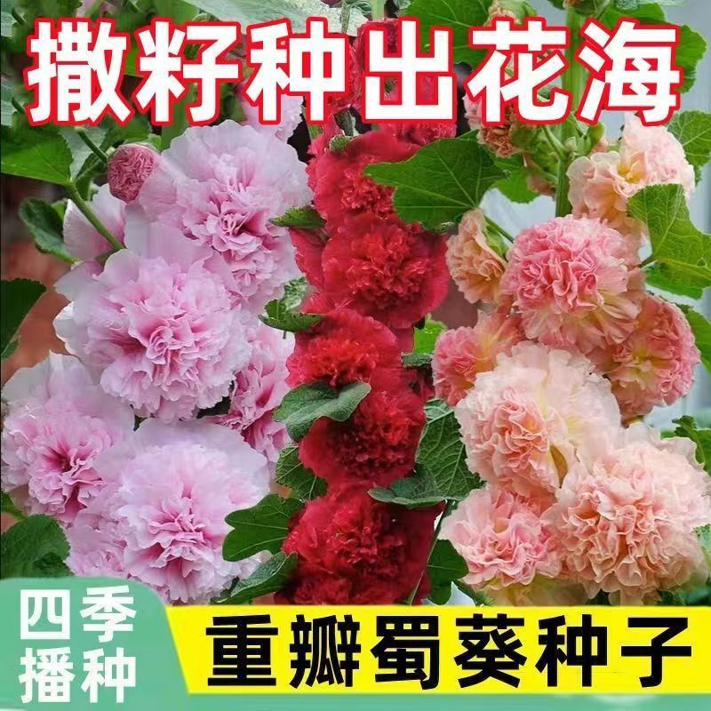 蜀葵种子大花重瓣蜀葵花种子多年生一丈红种子四季易种耐寒花卉籽