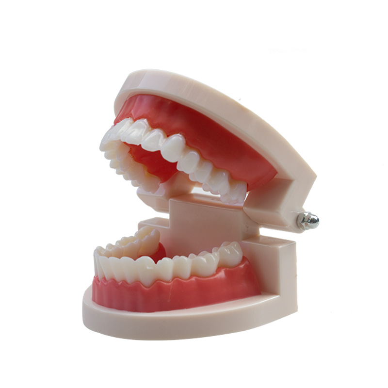 Modelo dental Dental modelo dental enseñanza dentadura jardín de infantes cepillado práctica modelo oral