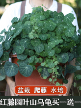 红藤山乌龟盆栽金不换植物桌面爬藤绿植水培多肉圆叶山乌龟带芽发