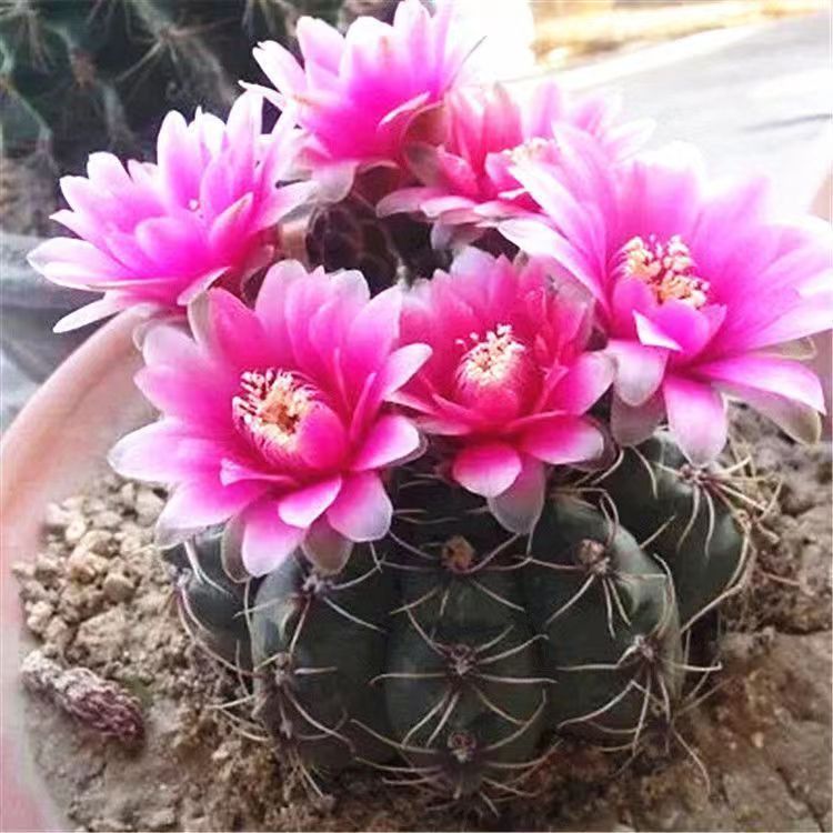 Flor de jade cactus florece en todas las estaciones, embellece el aire, el balcón, la sala de estar, la oficina, las plantas verdes, las flores en macetas