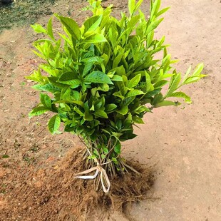 �҃��������ذ���~�d�ӻ�������͗d�� С�~�d�ӻ� ĵ���d�ӻ���