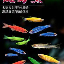 斑马鱼小型热带观赏鱼好养耐活练手鱼红绿灯科淡水群游鱼宠物鱼苗