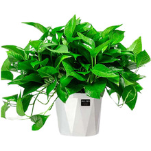 绿萝花卉盆栽除甲醛吊兰办公室客厅水培植物室内长藤批发绿箩包邮