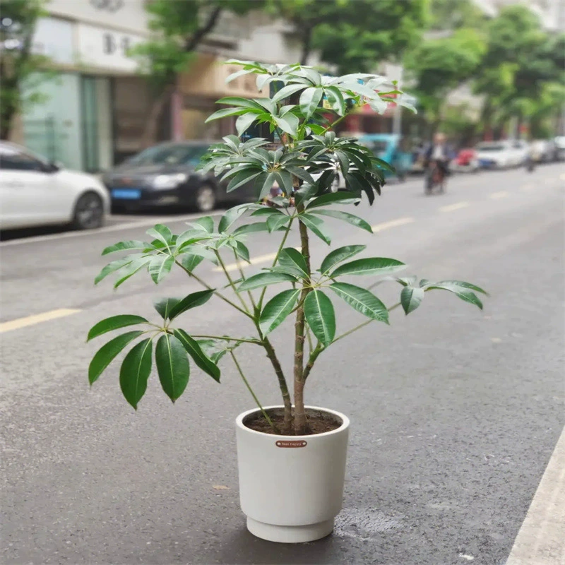 Большая Тайваньская утиная Лапка, хорошо подходит для выращивания цветов и листьев, большой зонт с листьями, крытая гостиная, зеленое растение, гидропонное домашнее растение в горшке