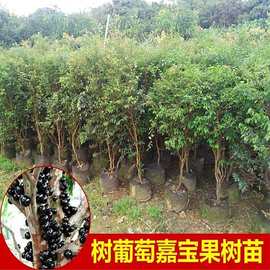 嘉宝果树苗沙巴四季早生台湾葡萄苗盆地栽南北种植果树黑加仑结果