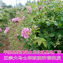 代用/养生茶;花果茶;单方精油