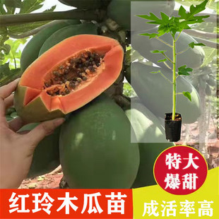 Papaya Fruit Saplings Hongling Papaya Southern Planting Four-Season Papaya Seedlings Dwarfed Fruit-Bearing Taiwan Fruit Papaya Seedlings
