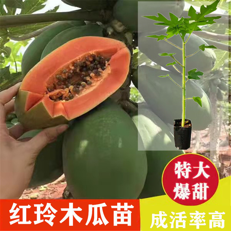 木瓜果树苗红玲木瓜南方种四季木瓜苗矮化当年结果台湾水果木瓜苗