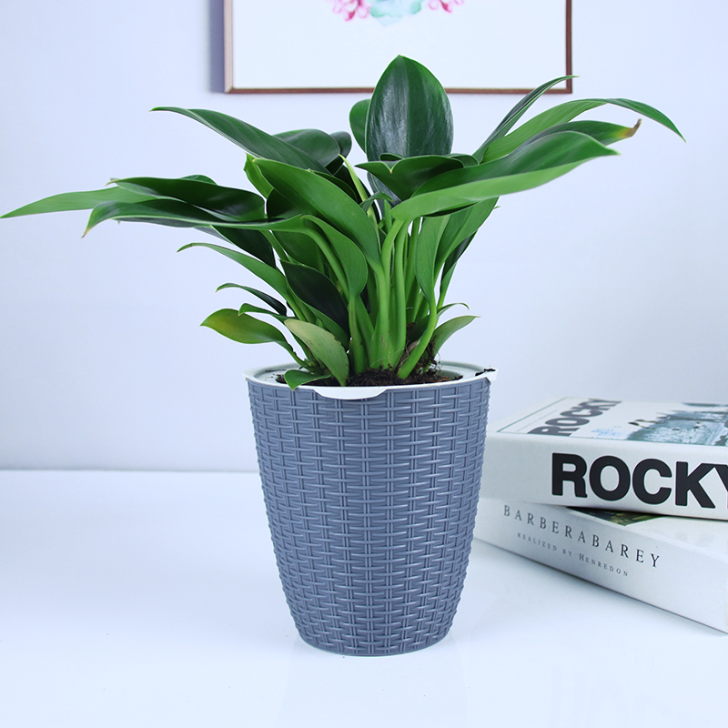 금다이아몬드 3개 + 짙은 회색 대나무 바구니 대야 + 영양액✓