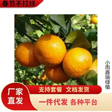 �ڰ��������۴�Ƥ��۸̘��玧���̨������ļ�С��̽����ӹ���