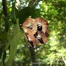 铜钱树种子 青钱柳种子 金钱树种子 金钱柳种子 绿化树种子  易种