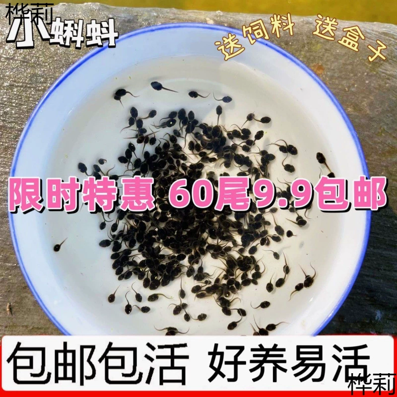 Рыбки-головастики, головастики лягушек, корм для детского сада, наблюдение за головастиками, живые животные, ящик для живой доставки, аквариумные питомцы