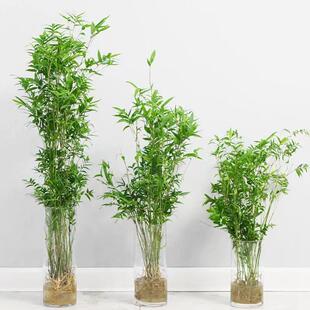 米竹盆栽竹子水培植物室内富贵竹南天竹盆景桌面绿植水竹花卉好养-阿里巴巴