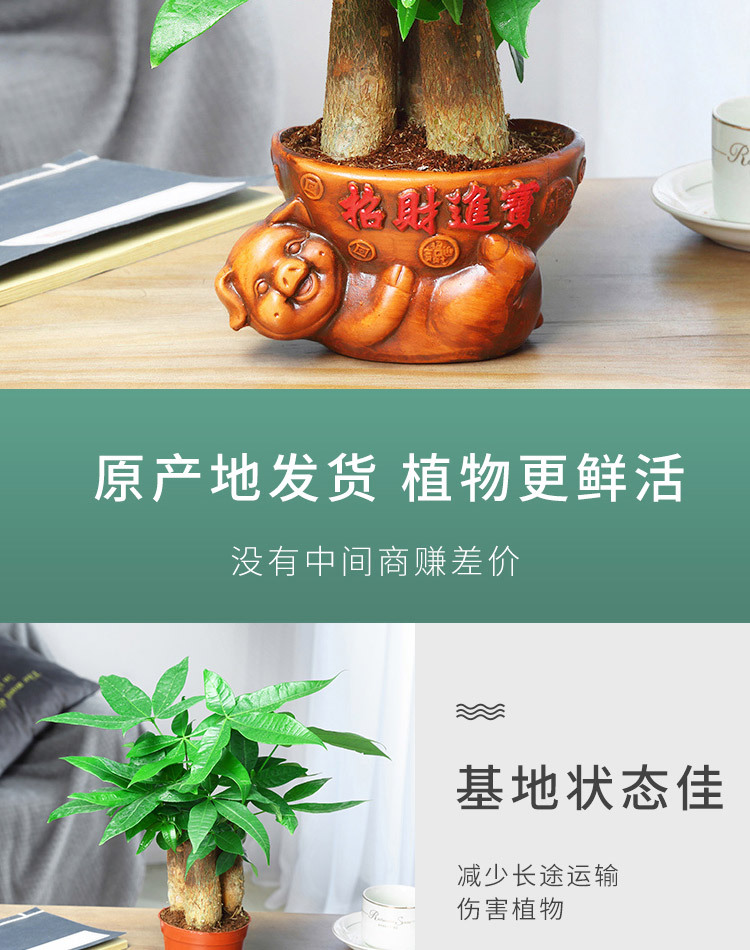 详情图