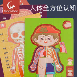 儿童认知人体木制模型身体全身结构拼图器官图片科学立体早教教具