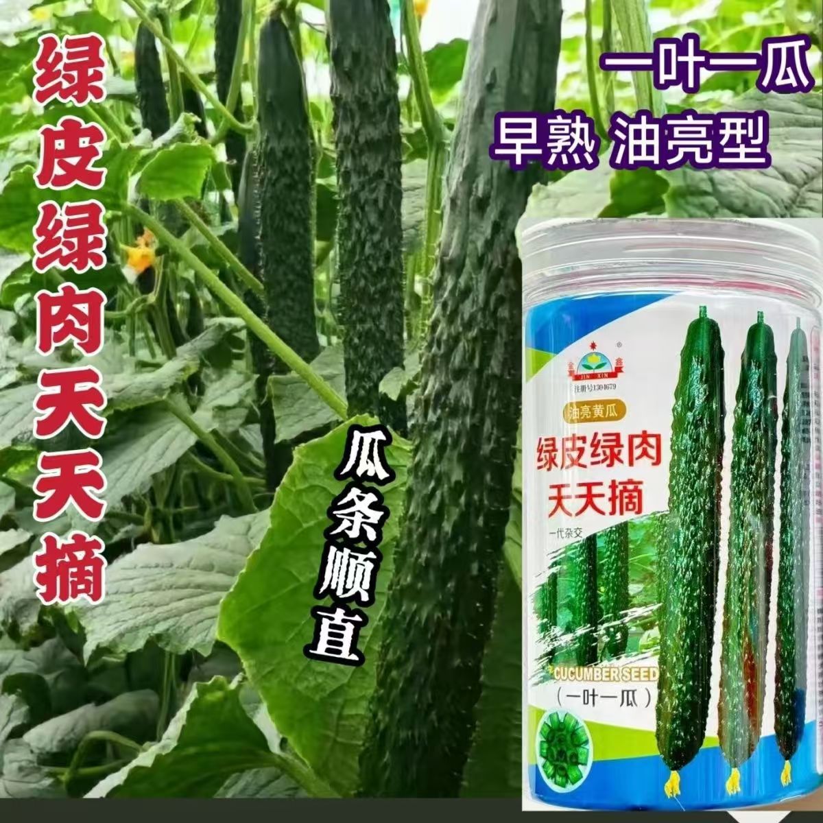 绿皮绿肉天天摘黄瓜种子油亮青瓜绿皮绿肉早熟黄瓜种籽露地专用