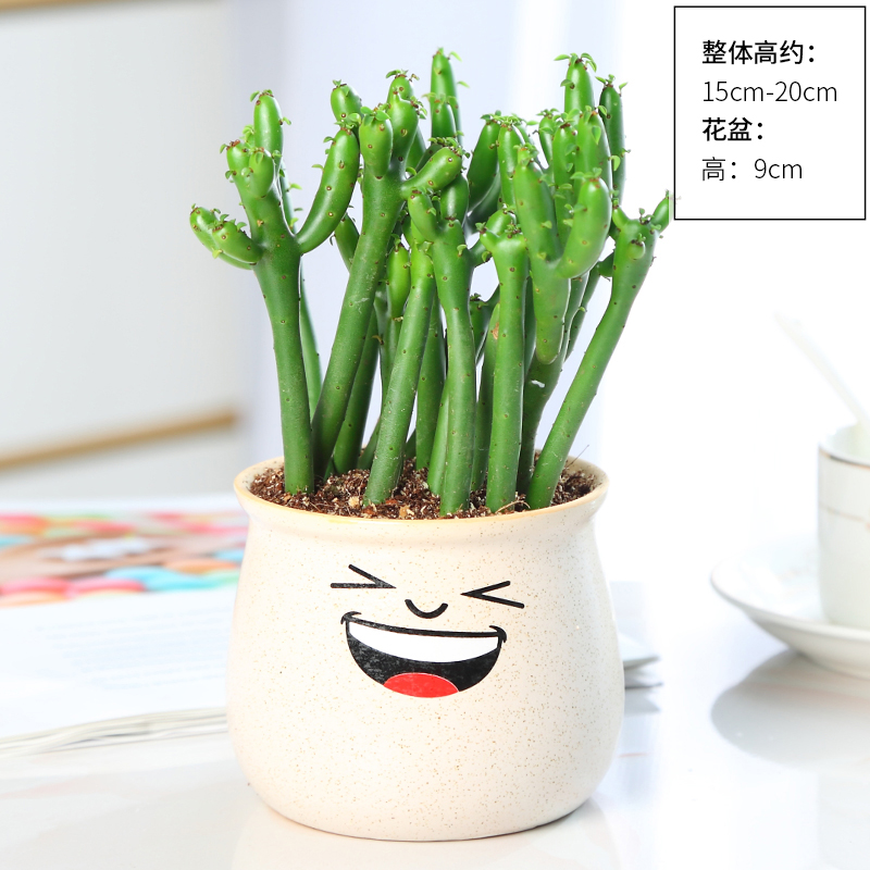 산호봉(백색 웃음 세라믹 대야)에는 비료가 포함되어 있습니다.