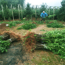 基地批发南方红豆杉树苗四季常青耐寒紫杉高档别墅庭院风景绿化树