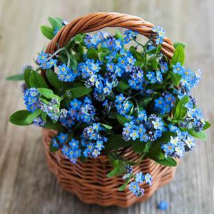 Forget-Me-Not Flower Seeds Perennial Forget-Me-Not Seeds Potted Cold-Resistant Easy-To-Grow Sun Flower Seeds