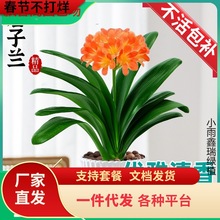 һ�����l�����m�����玧��������ֲ���҃ȇ����ޟo�����F