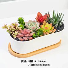 多肉植物白瓷盆组合盆栽含盆土室内防辐射肉肉植物套餐多肉盆栽