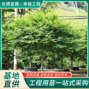 �������l�uצ�ʘ��� ���̾G����ľ �����uצ���� ���~����ľ����