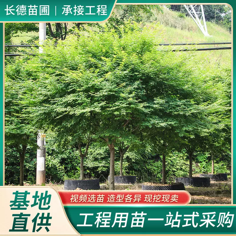 湖南批发鸡爪槭树苗 工程绿化乔木 青枫鸡爪槭苗 彩叶树苗木基地