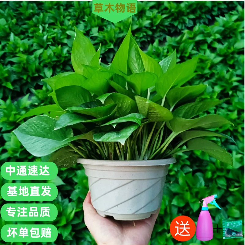 Зеленая редька поглощает формальдегид в горшках комнатные растения новый дом зеленые растения гидропоника большая зеленая корзина с листьями большой горшок легко выращивать цветы бесплатная доставка