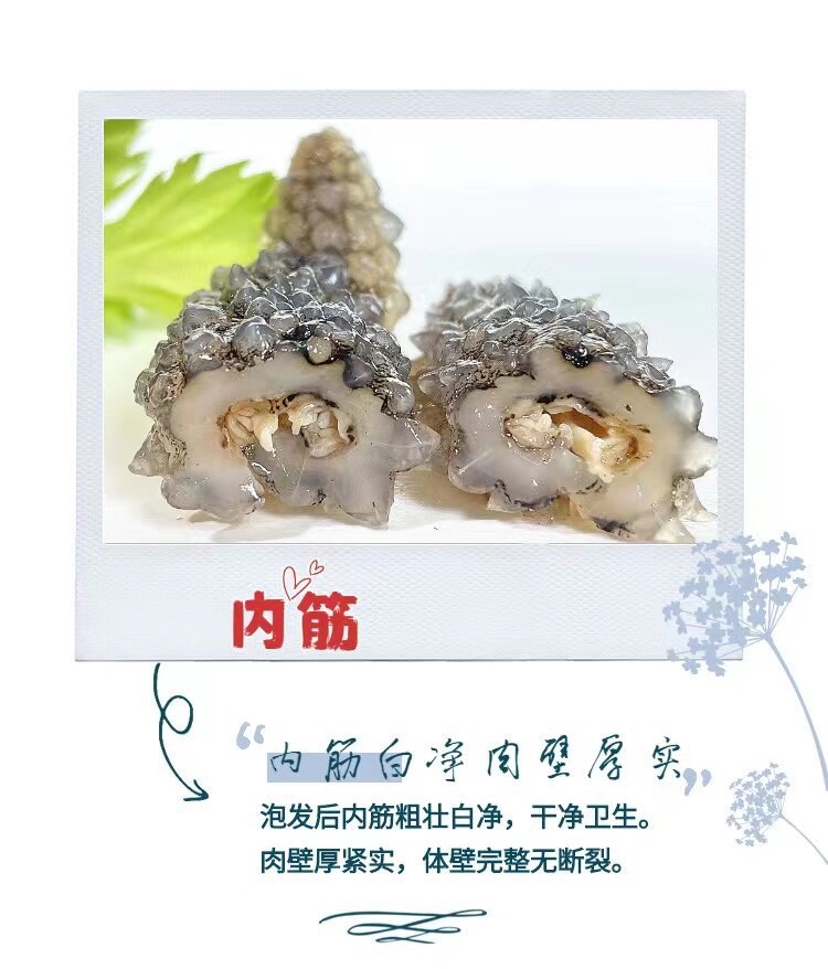 Wild Indonesian Black Sea Cucumber Holothuria Dried Seafood 500g High Rehydration Rate for Cooking specifications