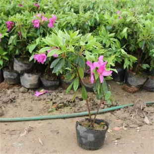 ë���N�ļ�����ͥԺ�G����ľӳɽ�të�N�����N�ͺ����Bë���绨��