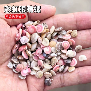 天然小海螺贝壳称斤彩虹眼睛螺贴画 DIY手工漂流瓶鱼缸装饰螺钿