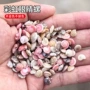 天然手工眼睛漂流瓶小海螺