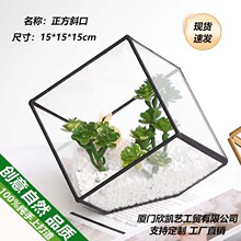 斜口正方形多肉植物苔藓微景观玻璃永生花房厂家批发造景雨林器皿
