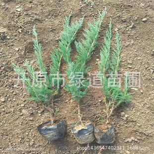 �|��ɳ�ذع�����30-80�߳��G�ر��ؘ���ɳ�ذ����������Ȱ�С��