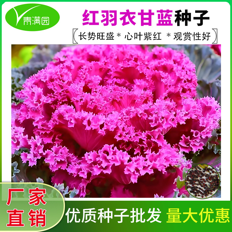 红羽衣甘蓝种子可观赏食用营养丰富阳台盆栽田园红罗裙种子籽耐寒