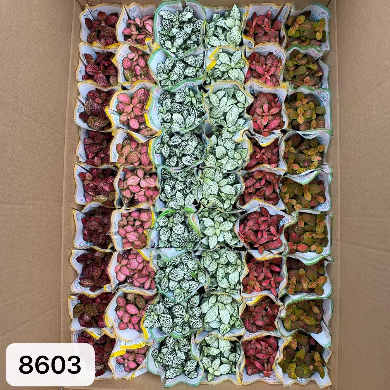 8603  大箱網紋草混裝54盆
