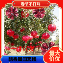 ͥԺʯoʯͻ˹ܛʯϱNֲ