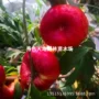 北方南方种植嫁接树苗