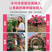 【1米8大苗】特大薔薇花苗藤本月季花爬藤植物四季開花卉盆栽玫瑰