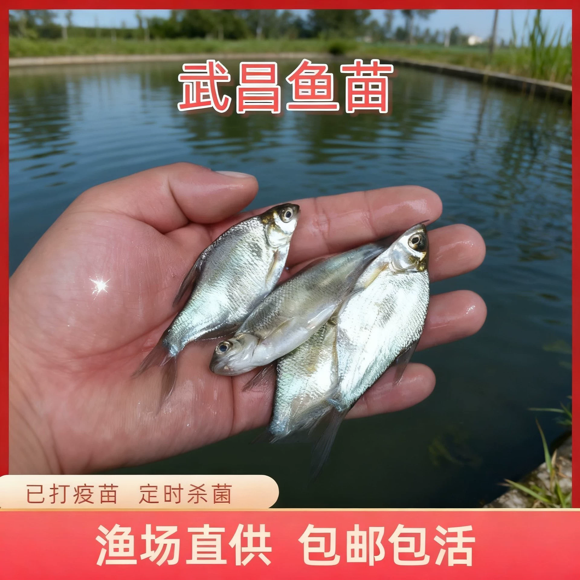 Wuchang Wuchang fish fry bream breeding edible extra large freshwater triangle head bream fresh wholesale free shipping