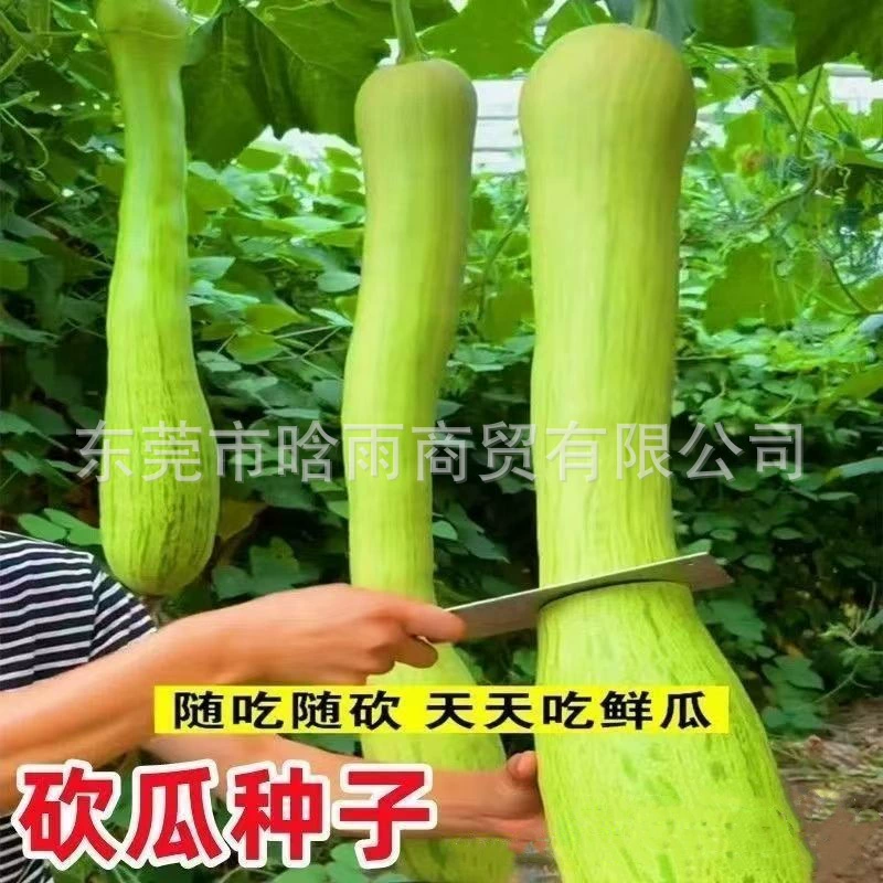 Волшебные семена дыни для еды и нарезки, подходят для посадки весной и летом, овощные семена для балконных горшечных вьющихся дынь и семена фруктов.