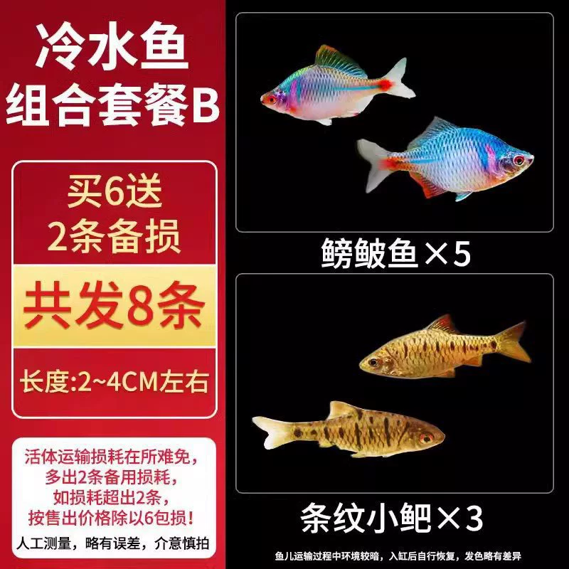Саженцы холодноводной рыбы Yulan Shoujian, живая рыба, мелкая пресноводная, хорошее кормление, живая рыба Lili, Manlonfish