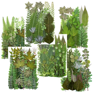 现货批发干花绿叶组合包真树叶标本植物标本贴画干叶片花卉材料包