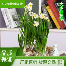 水仙花种球水培室内阳台办公桌水养盆栽植物花卉易成活水仙花种子