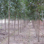 大叶女贞苗高杆苗木桢树长叶女贞蜡树水蜡大叶女贞小苗女真苗批发