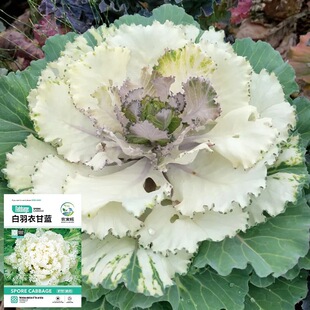 �����¸��{�N�ӷN�Ѽt���¸��{�N�ӷN����ɫ���¸��{������~ĵ��