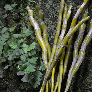 �F��5���ɲݳ�ˮ���Oʯ���r�l���r�ϗl250��ʯ�^�ϵ��ɲ�Խ��Խ��