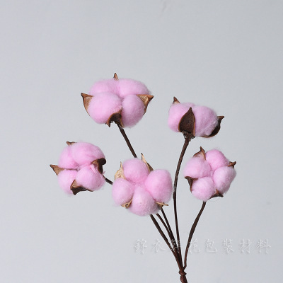 浅粉棉花带杆 10枝