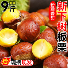 板栗生新鲜当季2025新鲜嫩野生板栗毛栗子农家板栗非锥栗小油栗子