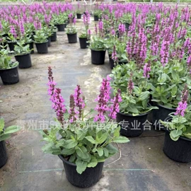 宿根花卉;盆栽;一二年生花卉